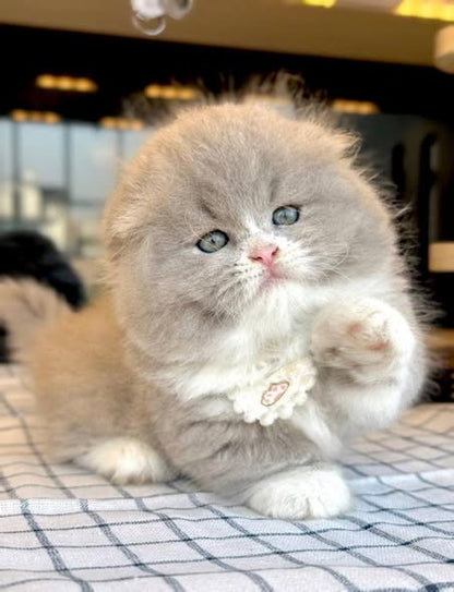 Munchkin Fold Longhair