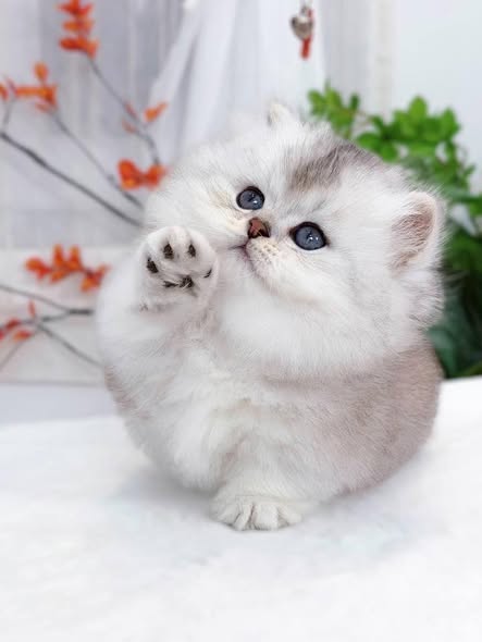 Munchkin Longhair