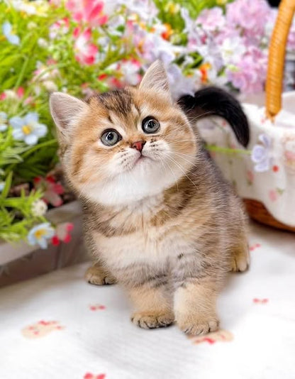British Shorthair
