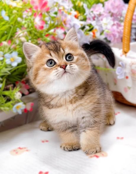 British Shorthair