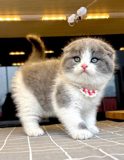 Scottish Fold