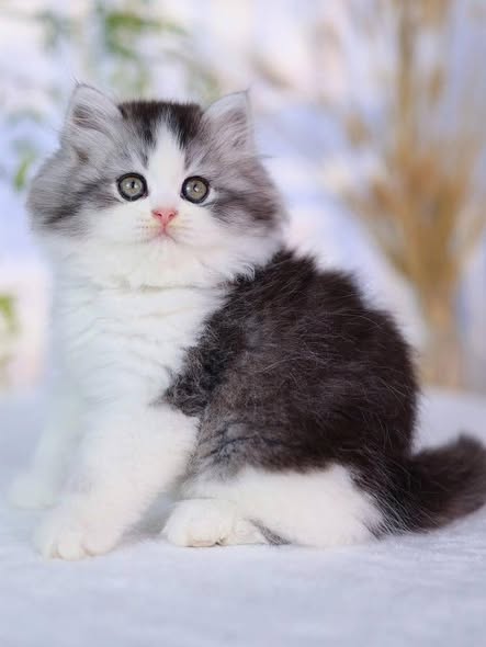 British Longhair