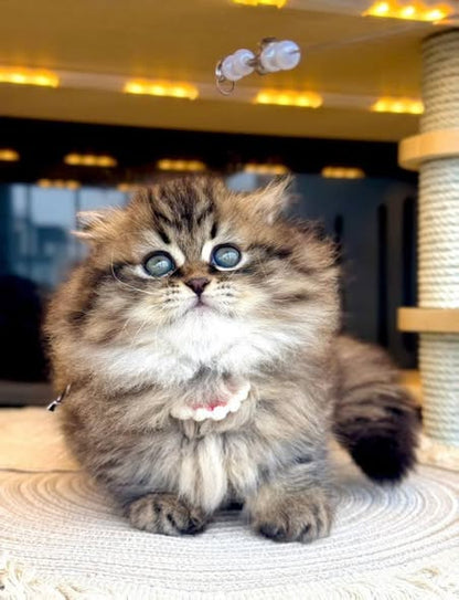 Munchkin Fold Longhair