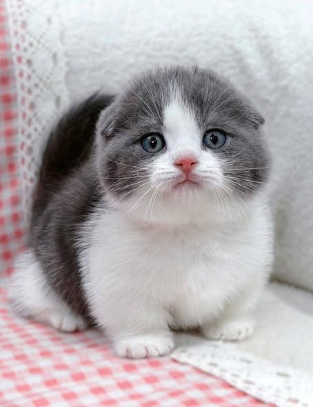 Munchkin Fold