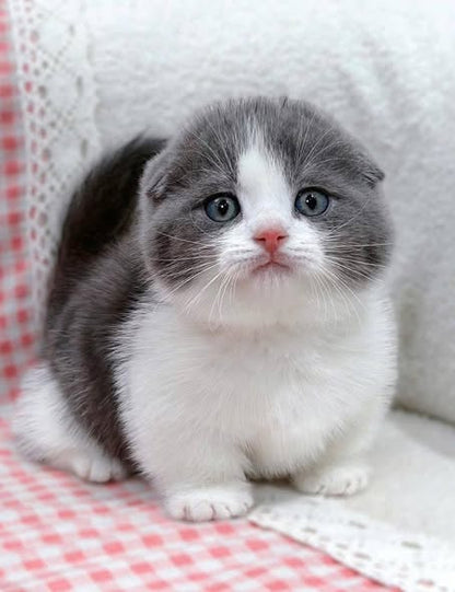Munchkin Fold
