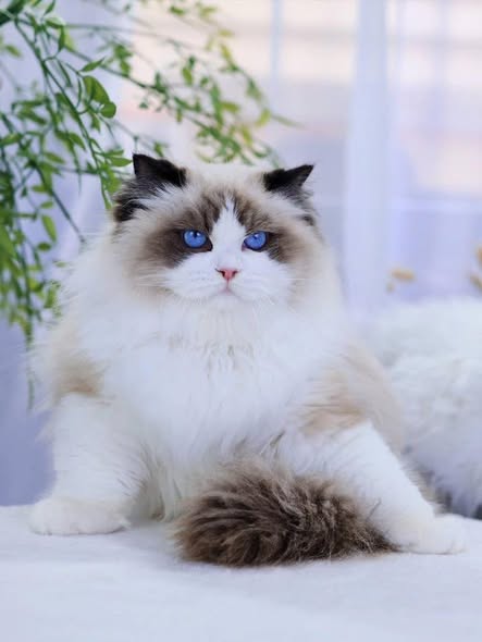 Ragdoll