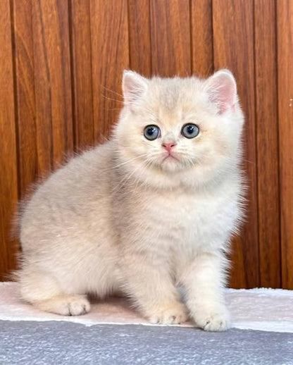 British Shorthair