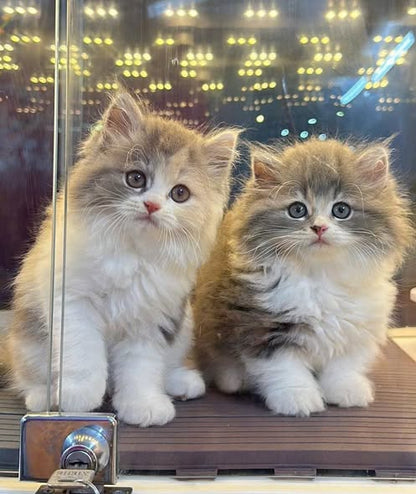 Munchkin Longhair