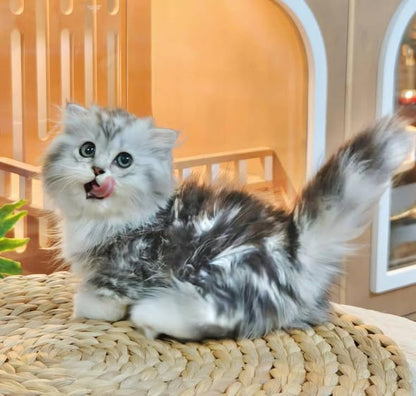 Munchkin Fold Longhair