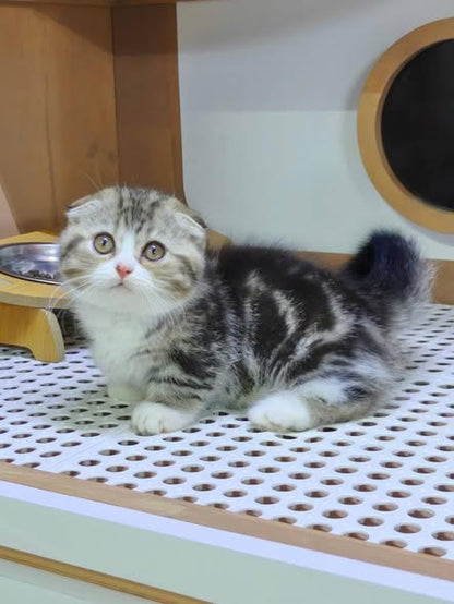 Munchkin Fold