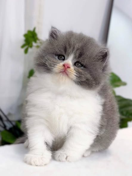 British Longhair