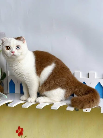 Scottish Fold