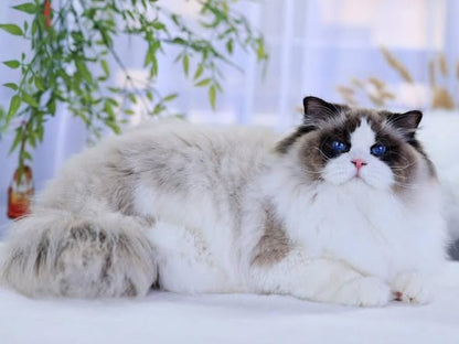 Ragdoll