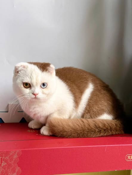 Scottish Fold