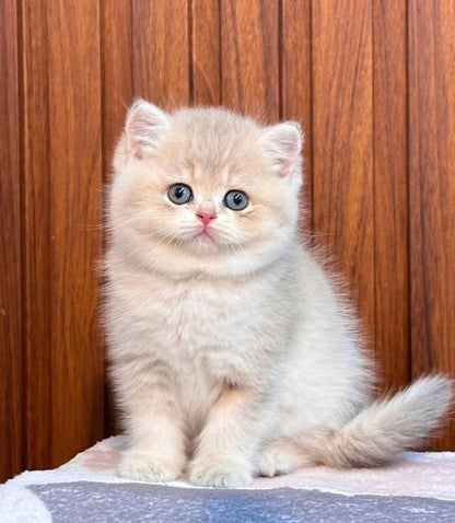British Shorthair