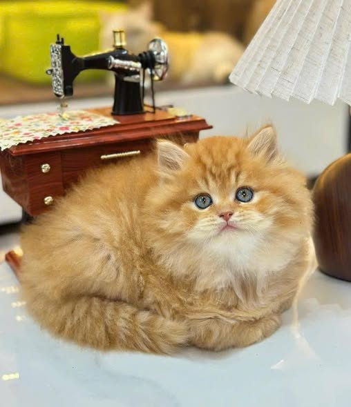 British Longhair