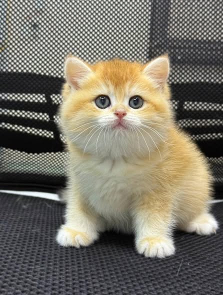British Shorthair