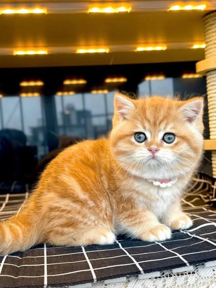 British Shorthair
