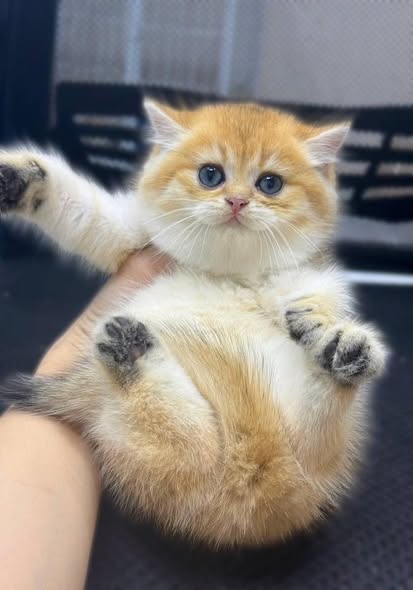 British Shorthair