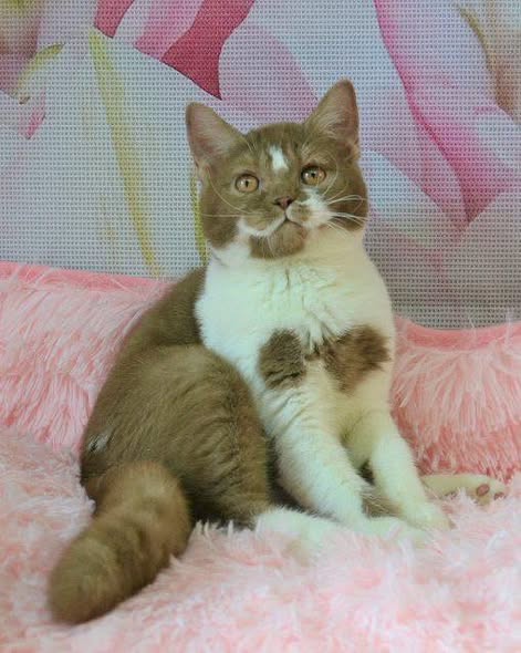 British Shorthair