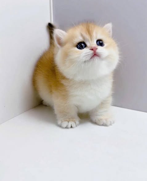 Munchkin