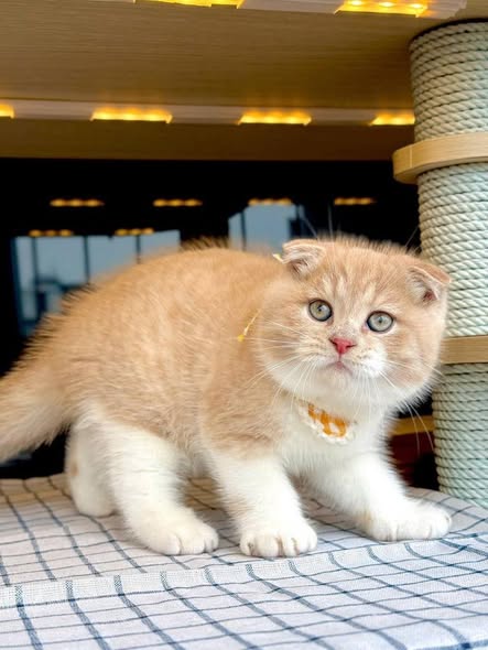 Scottish Fold