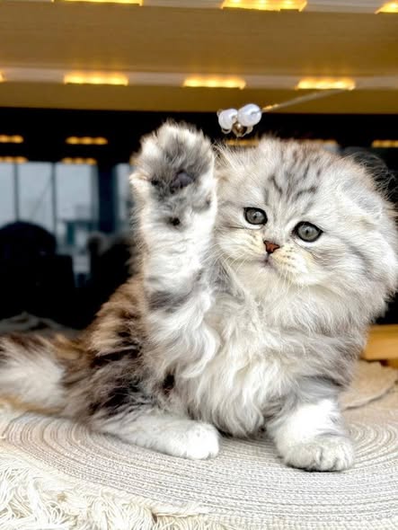 Scottish Fold Longhair