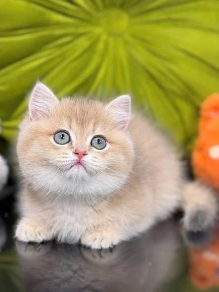 Munchkin