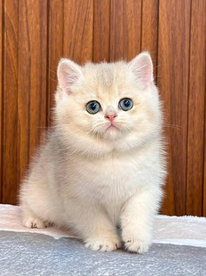 British Shorthair