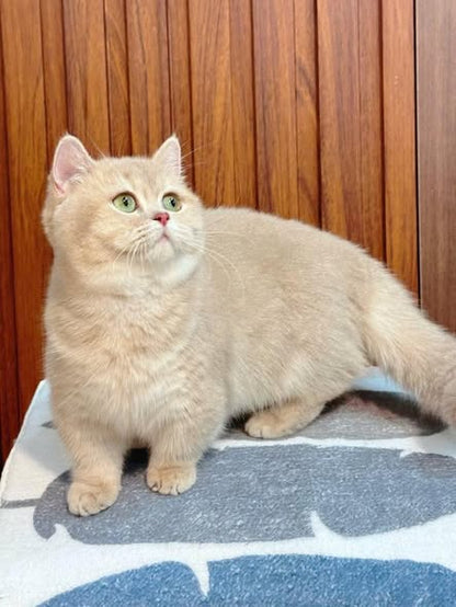 Munchkin
