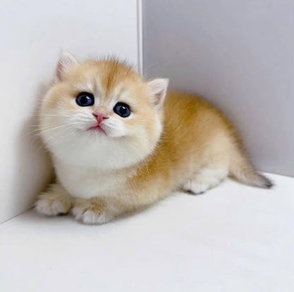 Munchkin