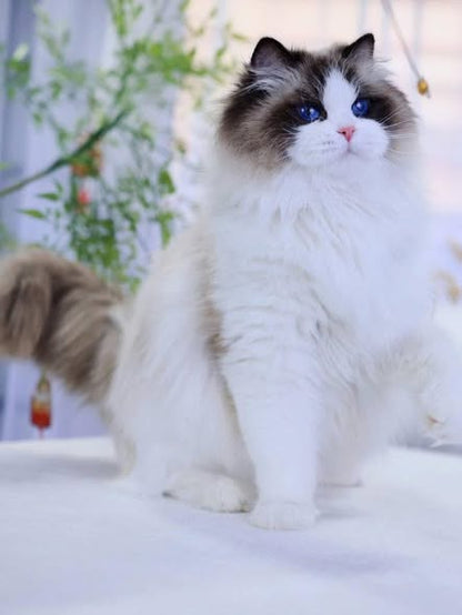Ragdoll