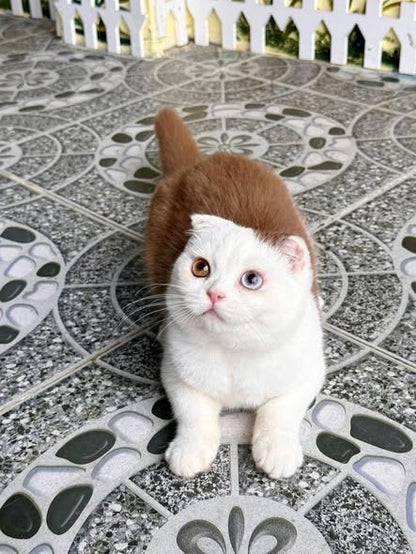 Scottish Fold