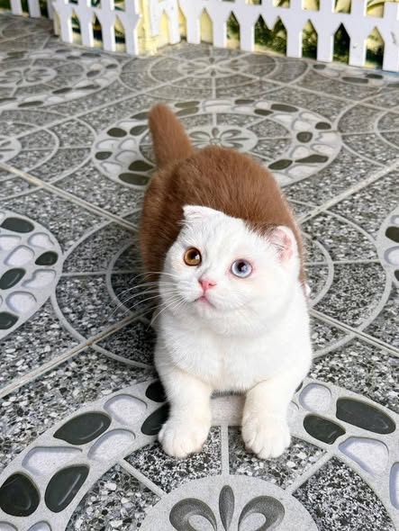 Scottish Fold