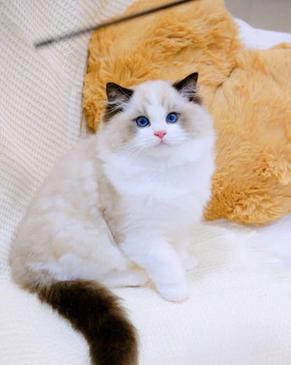 Ragdoll