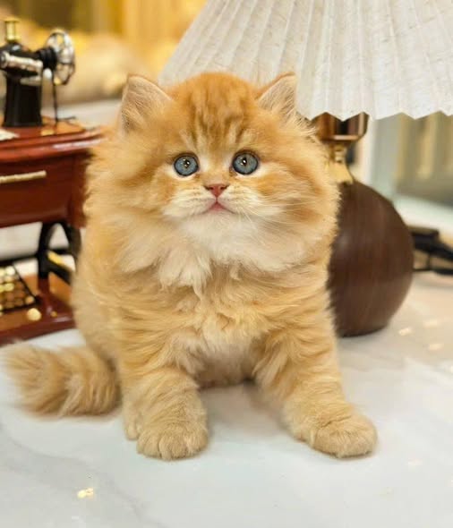 British Longhair