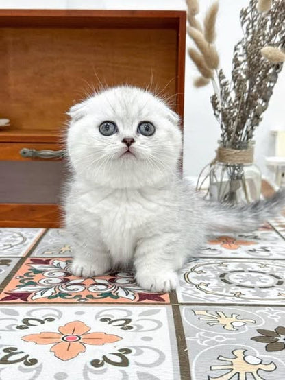 Munchkin Fold