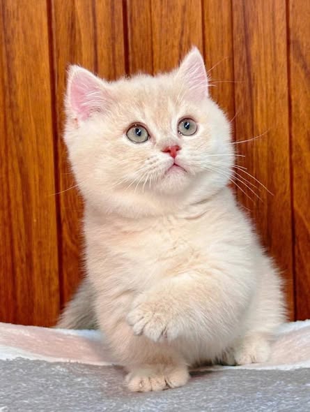 Munchkin