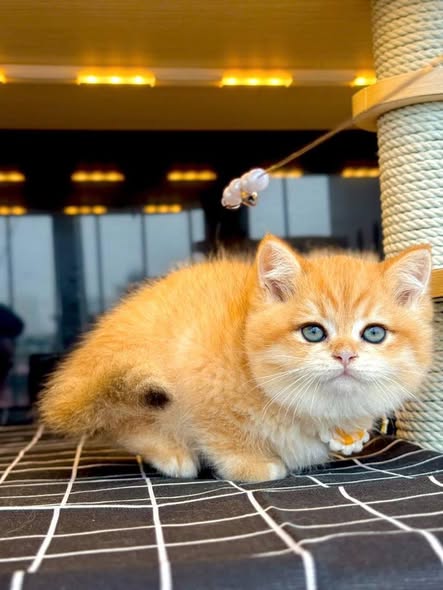 British Shorthair