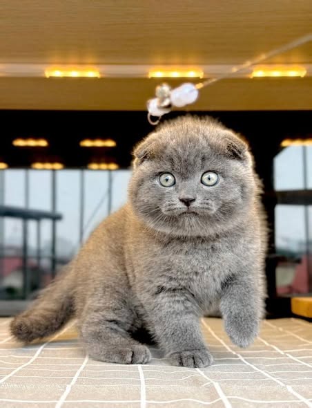 Scottish Fold