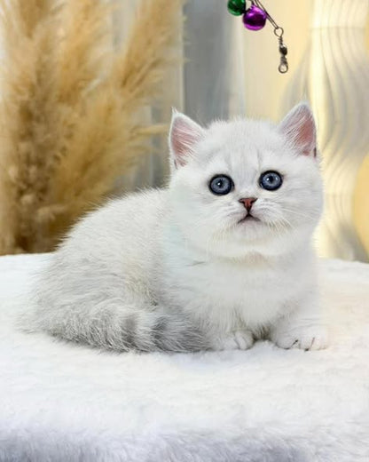 Munchkin