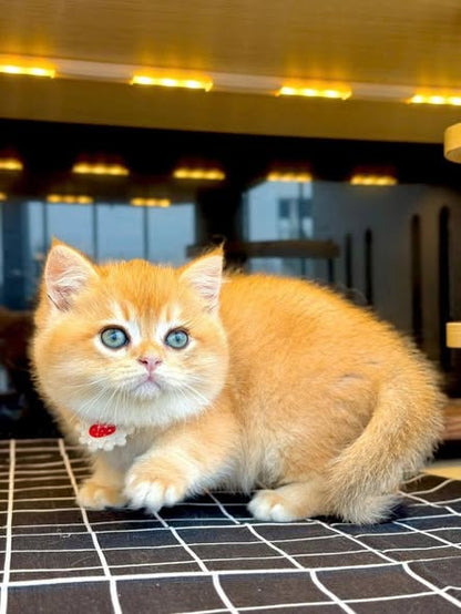 British Shorthair