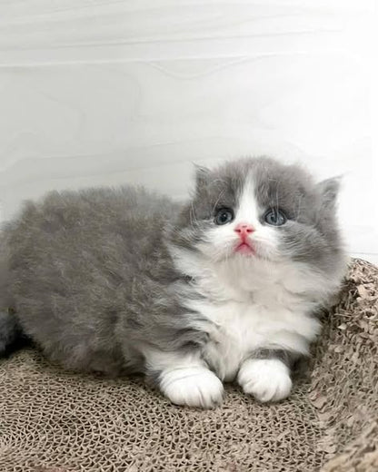 Munchkin Longhair