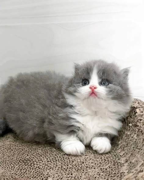 Munchkin Longhair