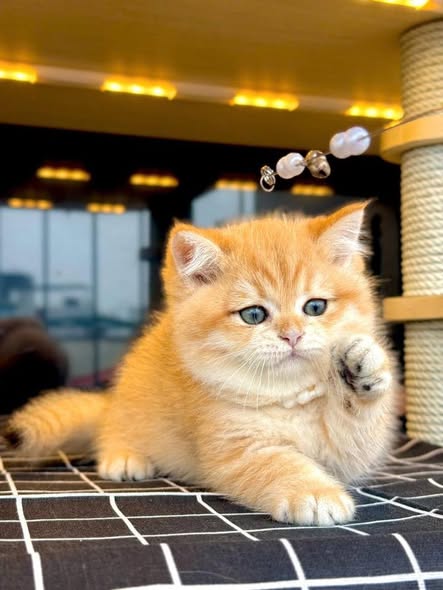 British Shorthair