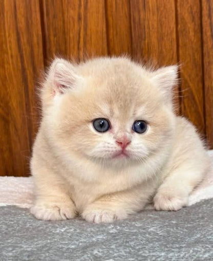 Munchkin