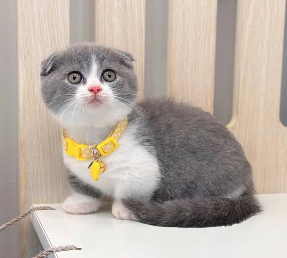 Munchkin Fold