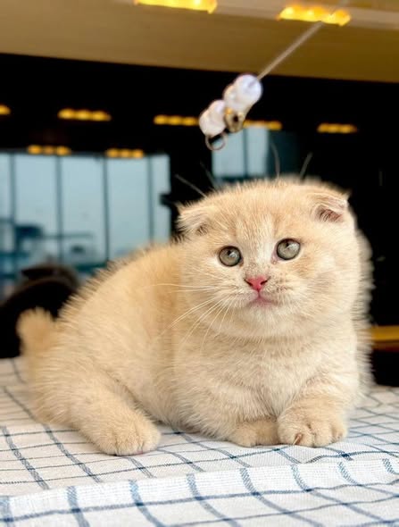 Munchkin Fold