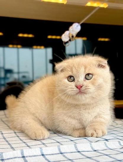 Munchkin Fold