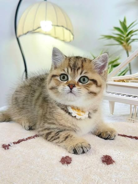 British Shorthair